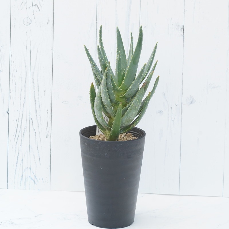 アロエ・ディコトマ 3.5号セラアート鉢 | | 多肉・塊根植物 | 四国