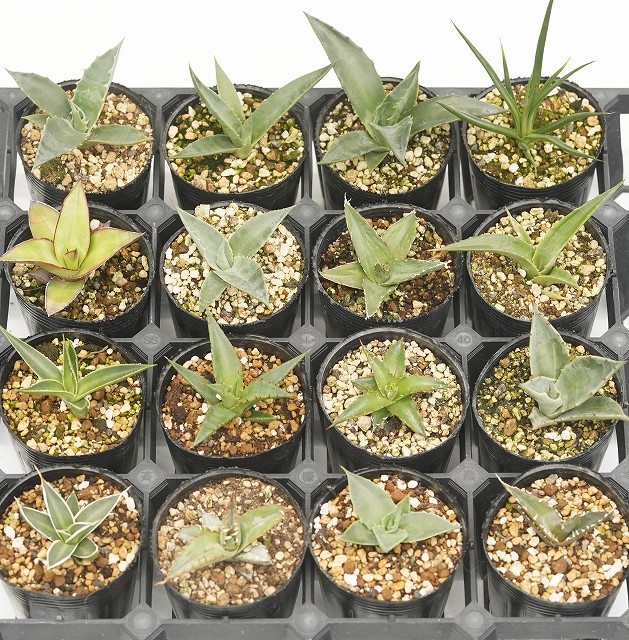 ��Ź�͵��Ρ������� �ʼ︫�פ餤5�5�ݥåȥ��åȡ�2����󥰥ݥåȿ����ˢ��ʼ��٥��դ�