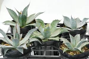 夏休み特別企画！アガベ希少品種18株セット☆５セット限定、残り２セット 夏休み特別企画！アガベ希少品種18種セット☆5セット限定・残り