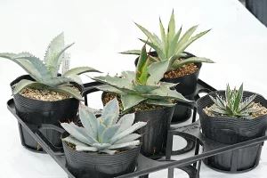 アガベ 品種見計らい 5ポットセット （5号ポット）※品種ラベル付き