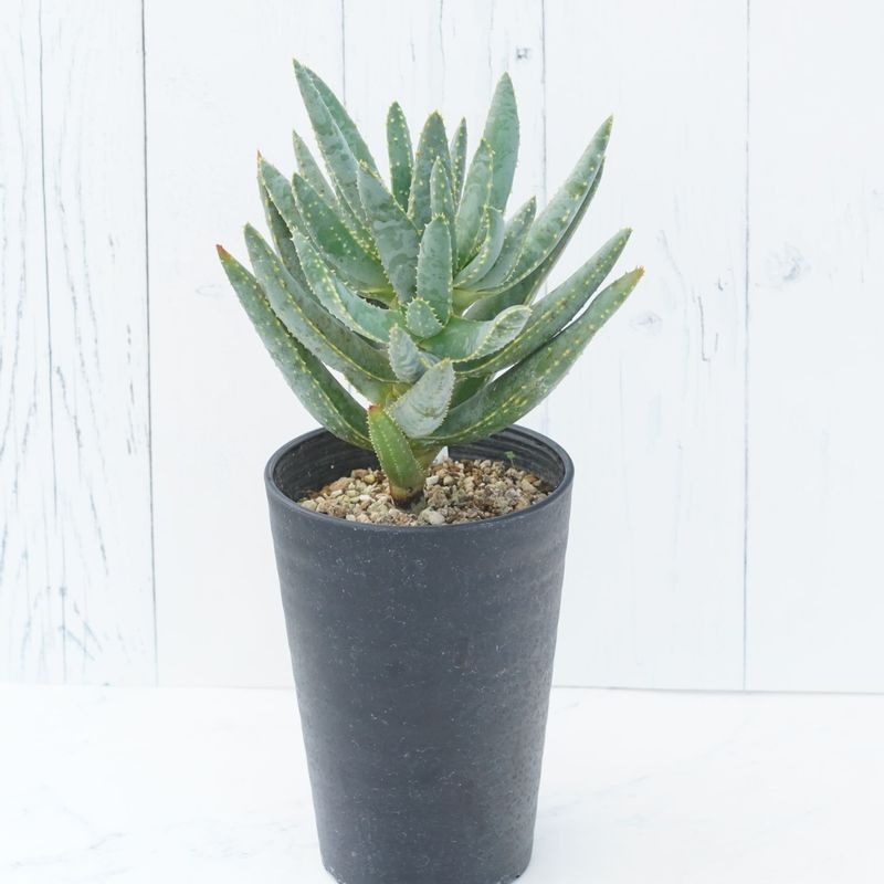 アロエ・ラモシッシマ 3.5号セラアート鉢 | | 多肉・塊根植物 | 四国