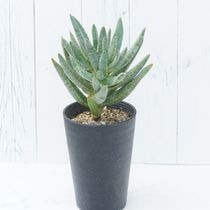 ����������⥷�å��ޡ�3.5�楻�饢����ȭ