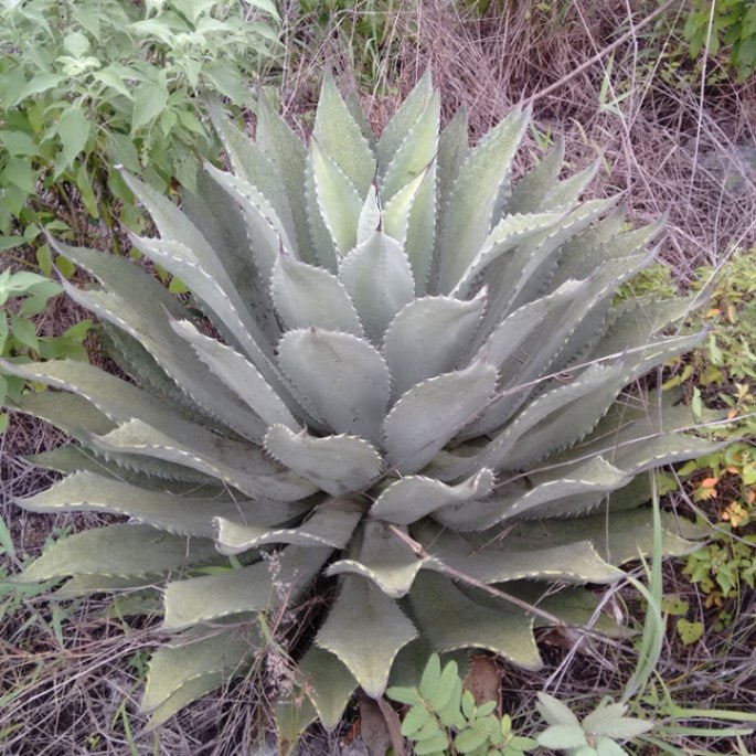 アガベ・ヒエミフローラ 5号ロングポット | | アガベ（リュウゼツラン