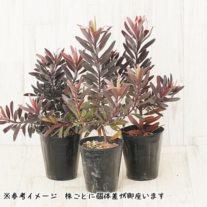 リューカデンドロン「エボニー」 4号ロングポット | | ネイティブ