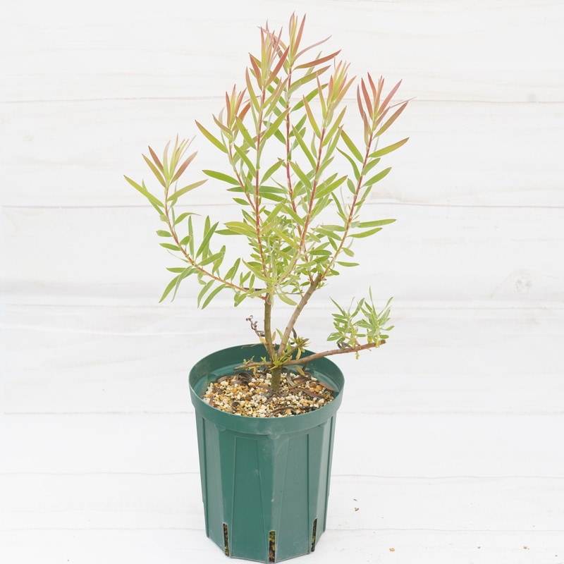 リューカデンドロン「リトル・レッド」 5号ロングスリット鉢