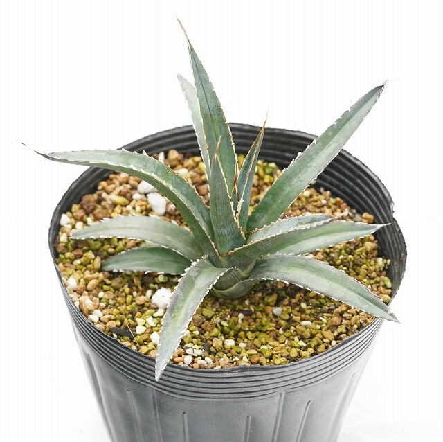 特選メリクロン株】アガベ・キシロナカンサ「ソードフィッシュ」 5号