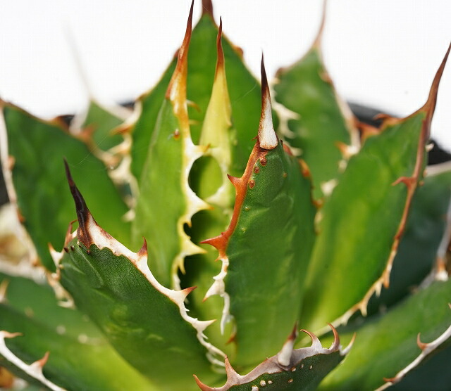 アガベ・ホリダ　実生大株 Amazon.co.jp: アガベ ホリダ 実生選抜 特選 コレクション株 強棘