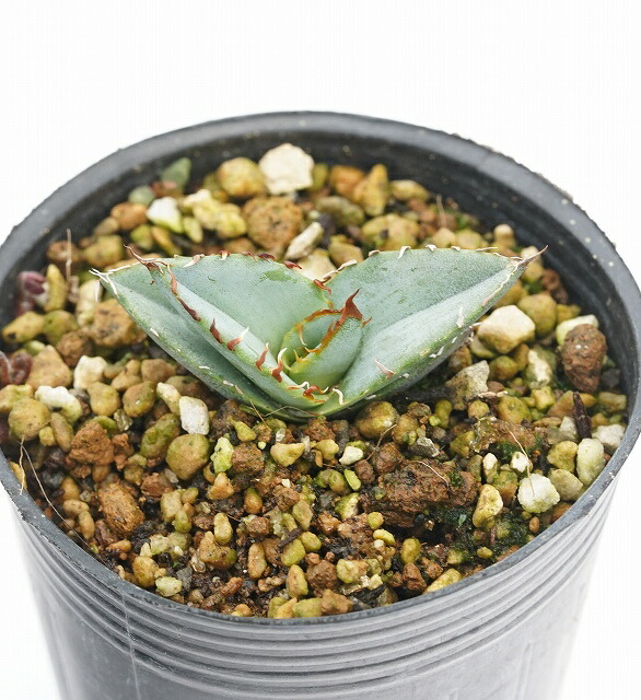 アガベ チタノタブルー特選株　② 特選株】アガベ・チタノタ「ブルー」 ホワイトブルー葉 2号ロング