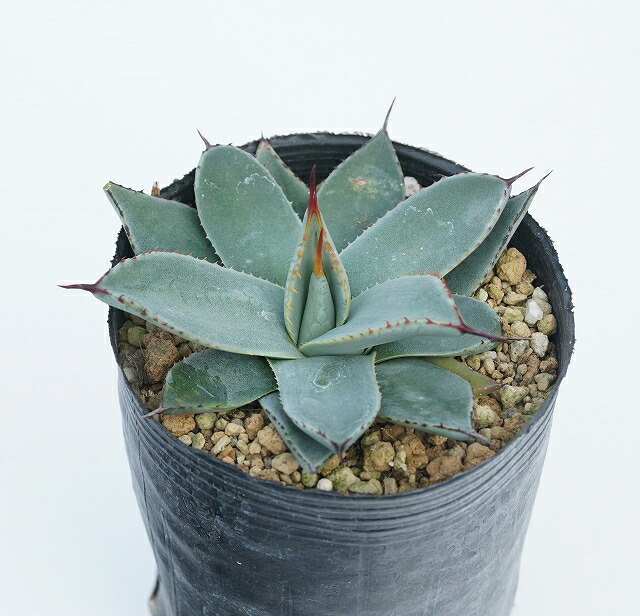 �����١��ѥ꡼���ե���塼���󥷥��ʥۡ������󥷥��ˡ�3����󥰥ݥå�