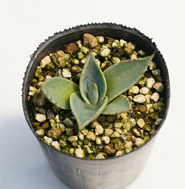 アガベ・パリー・フワチューケンシス（ホーチエンシス）「ウェイク