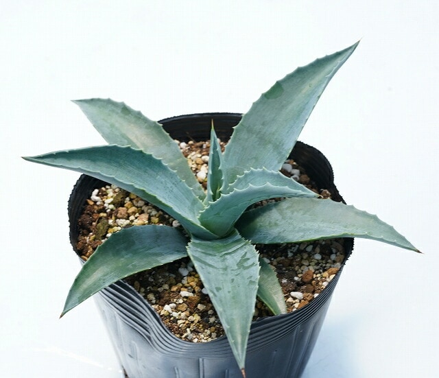 アガベ・アメリカーナ「ランチョ・ブルー」 5号ポット | | アガベ