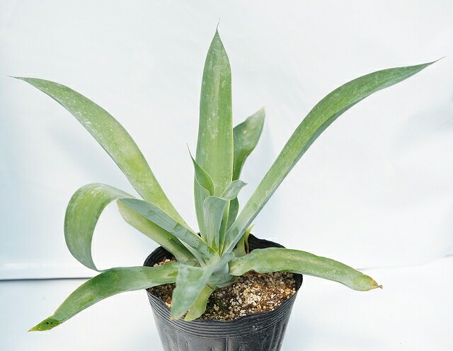 アガベ・アテヌアータ 5号ポット | | アガベ（リュウゼツラン