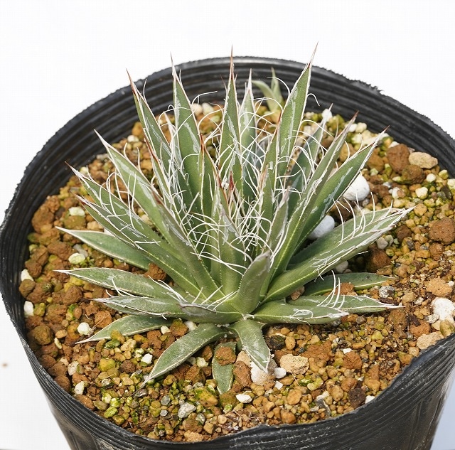 アガベ いろいろ 9種9株セット お買い得セット売り アガベ いろいろ 9種9株