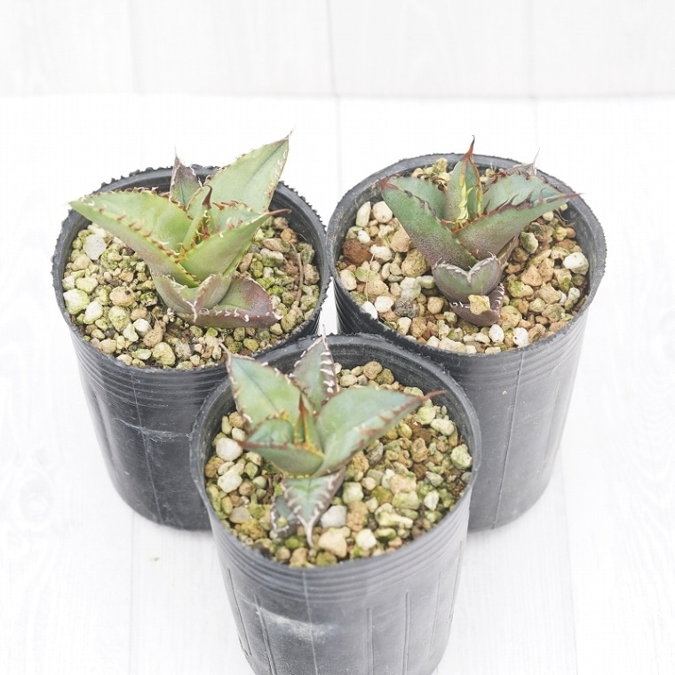 �����١������Υ��֥֥롼�ס�2����󥰥ݥåȡ�3�����åȡ������Ρ���