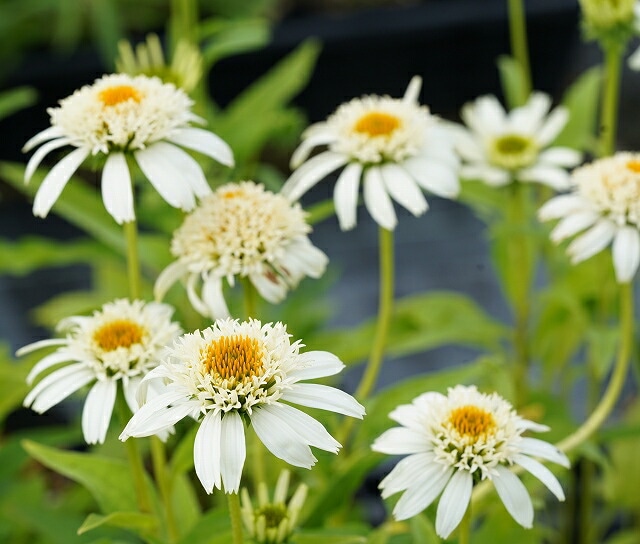 【専用】エキナセア2ポット 000000011802_vRtwXDe.jpg