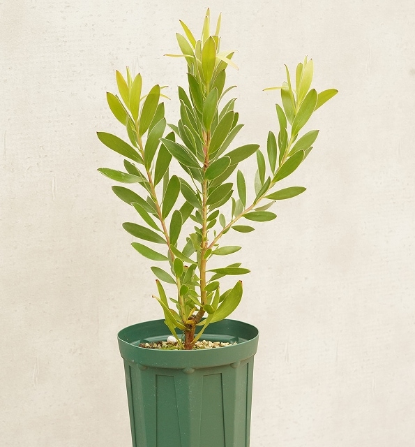 リューカデンドロン「ゴールド・ストライク」 5号ロングスリット鉢