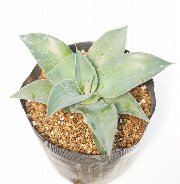 【高騰品種】アガベ トゥルービューティー Agave 'True Beauty' 高騰品種】アガベ トゥルービューティー Agave 'True Beauty' 【公式通販】