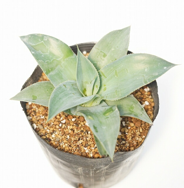 【高騰品種】アガベ トゥルービューティー Agave 'True Beauty' アガベ「トゥルー・ビューティ」 5号ポット | | アガベ