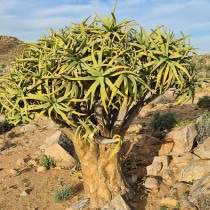 ����������⥷�å��ޡ�5��ȭ