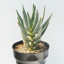 ���������ǥ����ȥޡ�5��ȭ