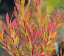 ネイティブプランツ,リューカデンドロン | 四国ガーデン株式会社