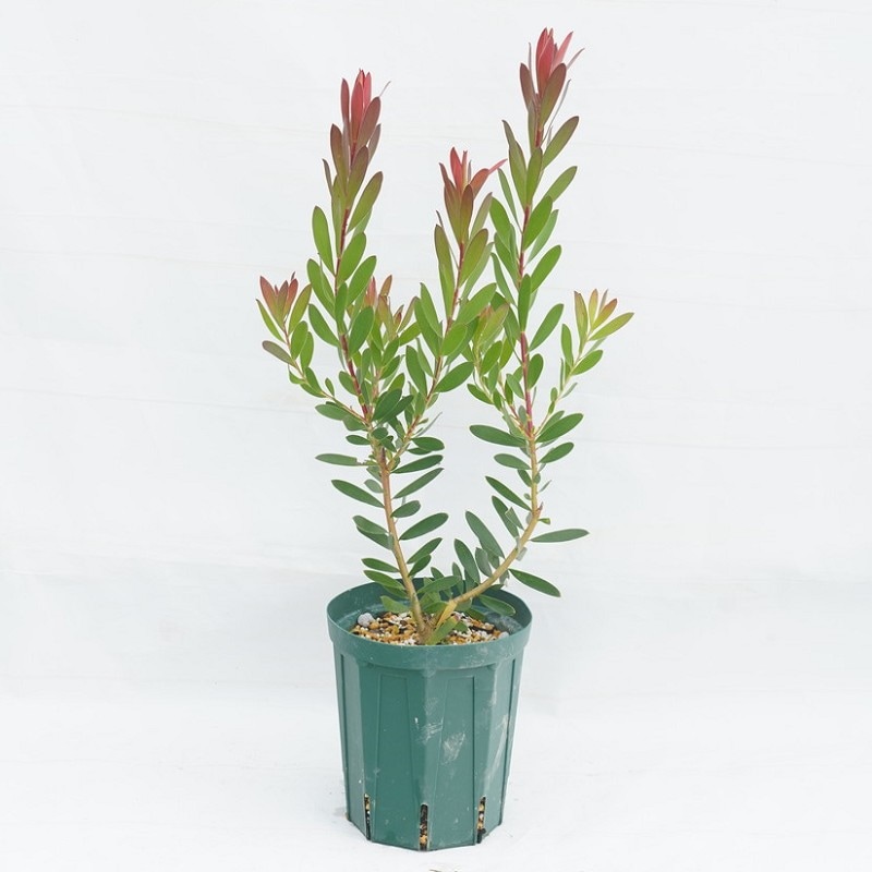 リューカデンドロン「サマーレッド」 5号ロングスリット鉢