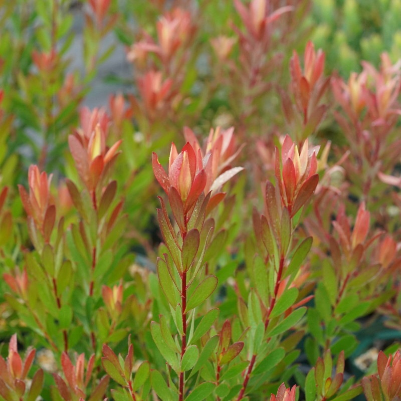 リューカデンドロン「サマーレッド」 5号ロングスリット鉢