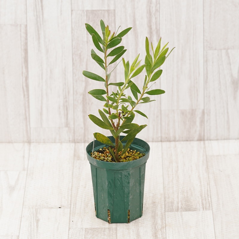 リューカデンドロン「サマーレッド」 4号ロングスリット鉢