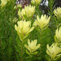 ネイティブプランツ | 四国ガーデン株式会社