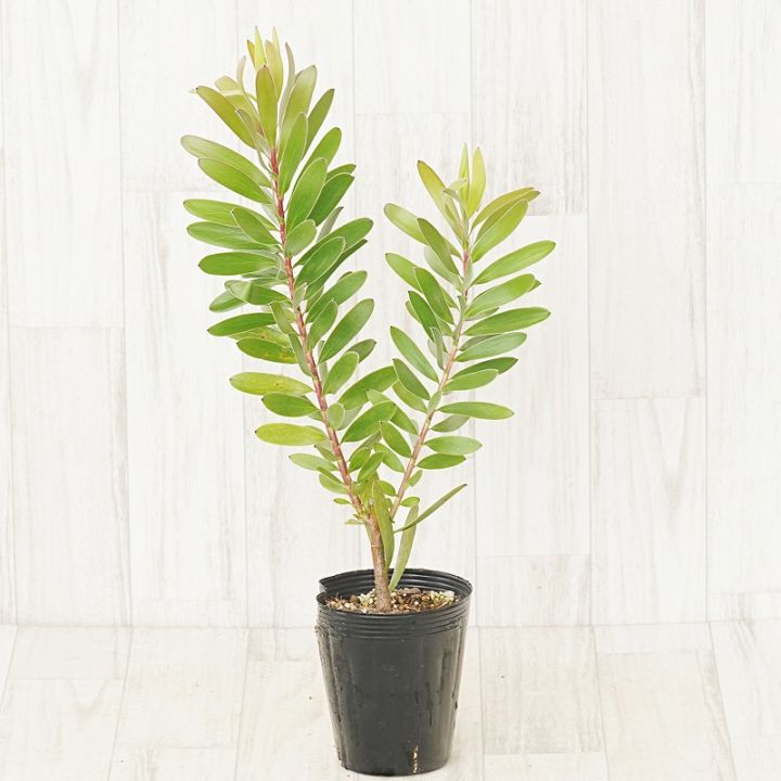 １１日入荷⭐️リューカデンドロン６品種⭐️6鉢セット⭐️ リューカデンドロン「ゴールド・ストライク」 4号ロングポット