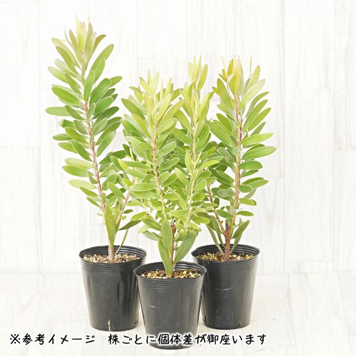 リューカデンドロン「ゴールド・ストライク」 4号ロングポット