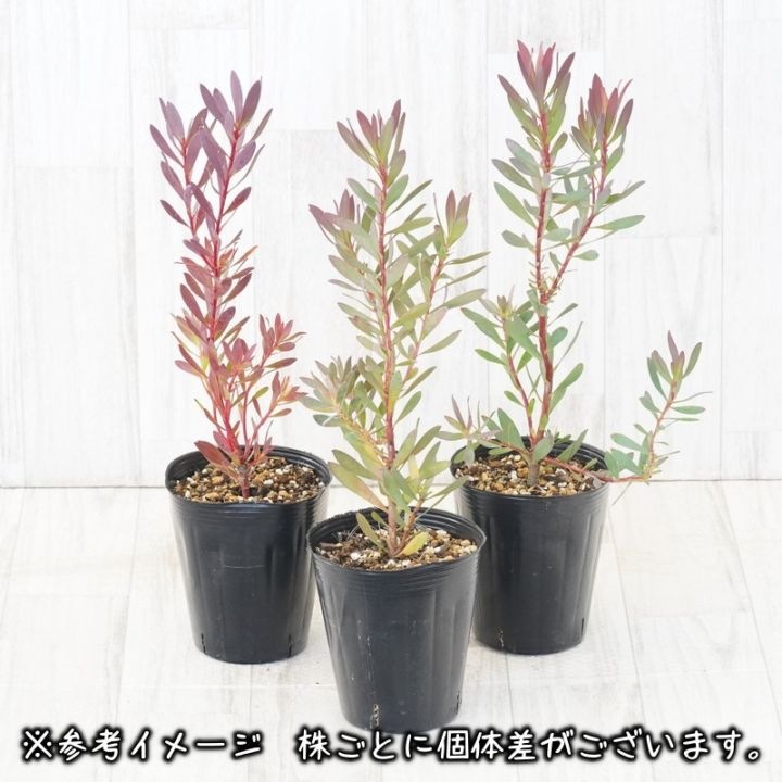 43㎝　リューカデンドロンとアンティーク紫陽花の横長ガーランド リューカデンドロン「ハワイアンマジック」 4号ロングポット