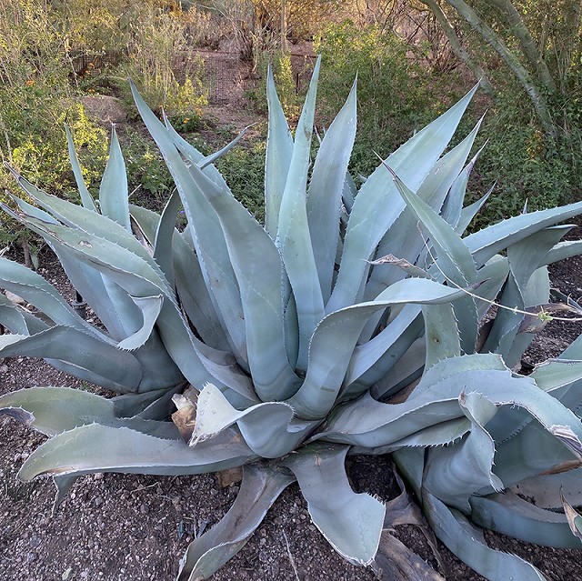 アガベ・アスペリマ 3号ロングポット | | アガベ（リュウゼツラン