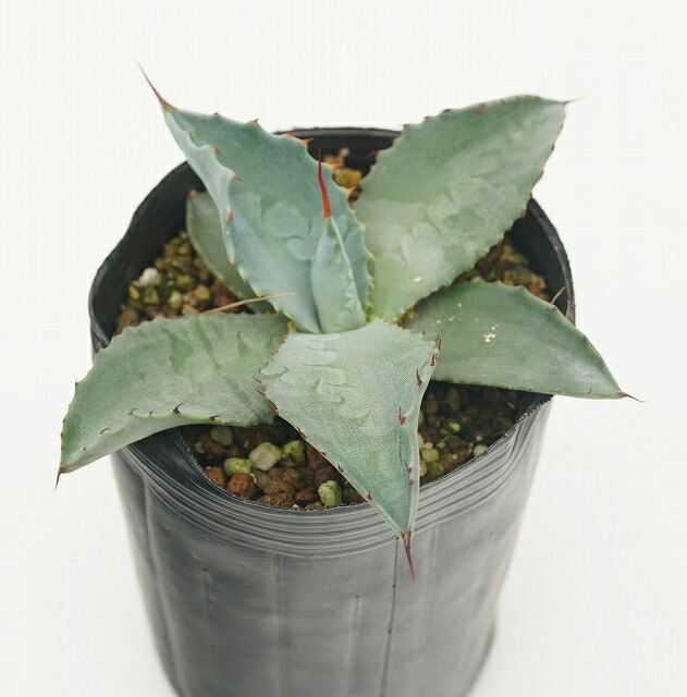 アガベ・アスペリマ 3号ロングポット | | アガベ（リュウゼツラン