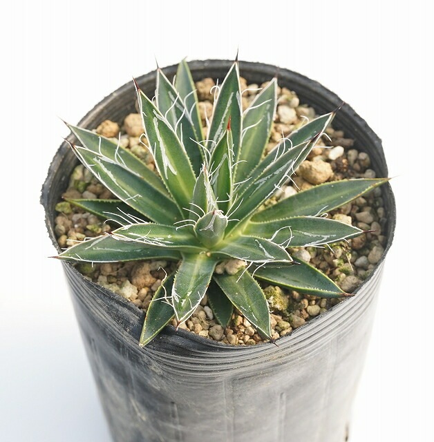 アガベ・マルチフィリフェラ 3号ロングポット | | アガベ