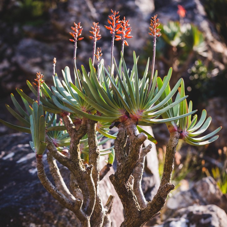 アロエ　プリカティリス　3頭　幹太　ドライガーデン アガベ　多肉　観葉植物 アロエ プリカティリス 3頭 幹太 ドライガーデン アガベ 多肉