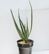 ��������ꥯ�����ġۥ��������ȥ󥬥��󥷥��֥�ǥ塼����5��ȭ