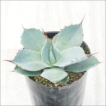 アガベ・ユタエンシス「エボリスピナ」 2号ロングポット | | アガベ