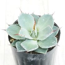 アガベ3種セット 0000000213542_QvbIWrX.jpg