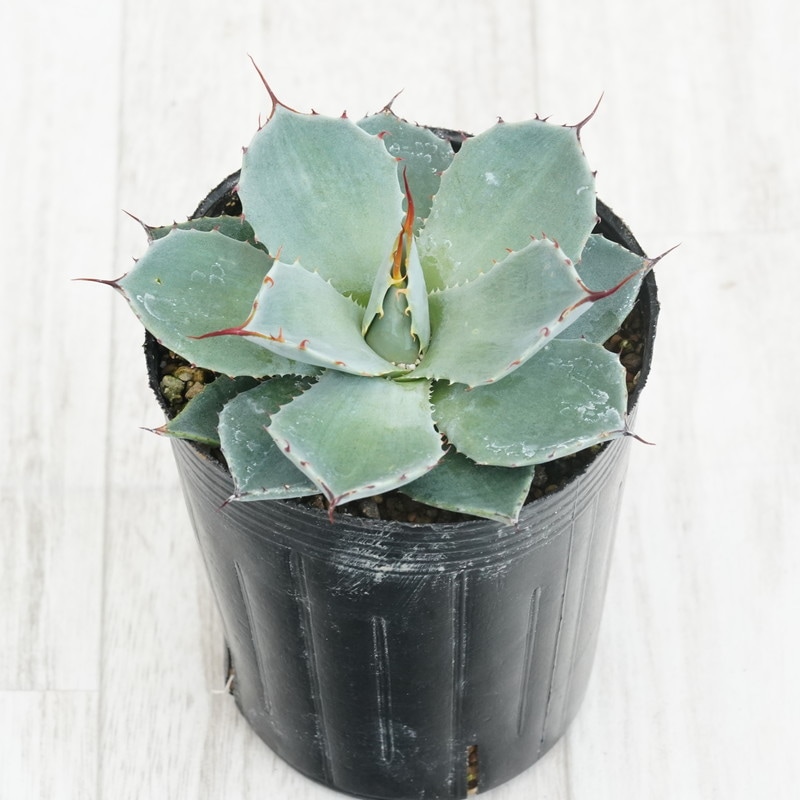 パリー　トランカータ　オリザバ　子株　メリクロン アガベ・パリー・トルンカータ メリクロン株 3号ロングポット