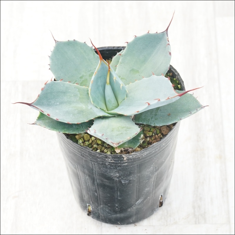 アガベ・パリー・トルンカータ メリクロン株 3号ロングポット