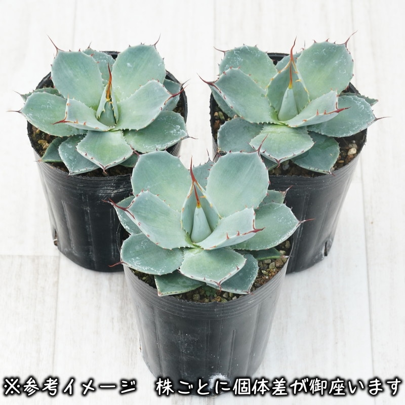 アガベ・パリー・トルンカータ メリクロン株 3号ロングポット