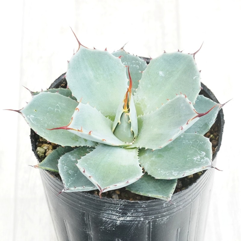 アガベ　パリートランカータ　メリクロン20個 アガベ パリートランカータ メリクロン20個 楽天市場】【選べる