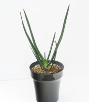 ���������С��٥饨��5��ȭ