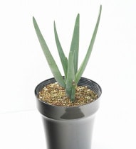 ��������ꥯ�����ġۥ������֥إ饯�쥹��5��ȭ