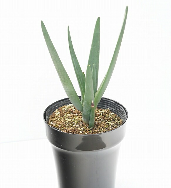 ◇BBP◇ アロエ ヘラクレス Aloe 'Hercules' ①