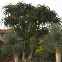 ���������С��٥饨��3.5�楻�饢����ȭ