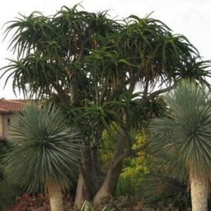 アロエ・バーベラエ 3.5号セラアート鉢 | | 多肉・塊根植物 | 四国