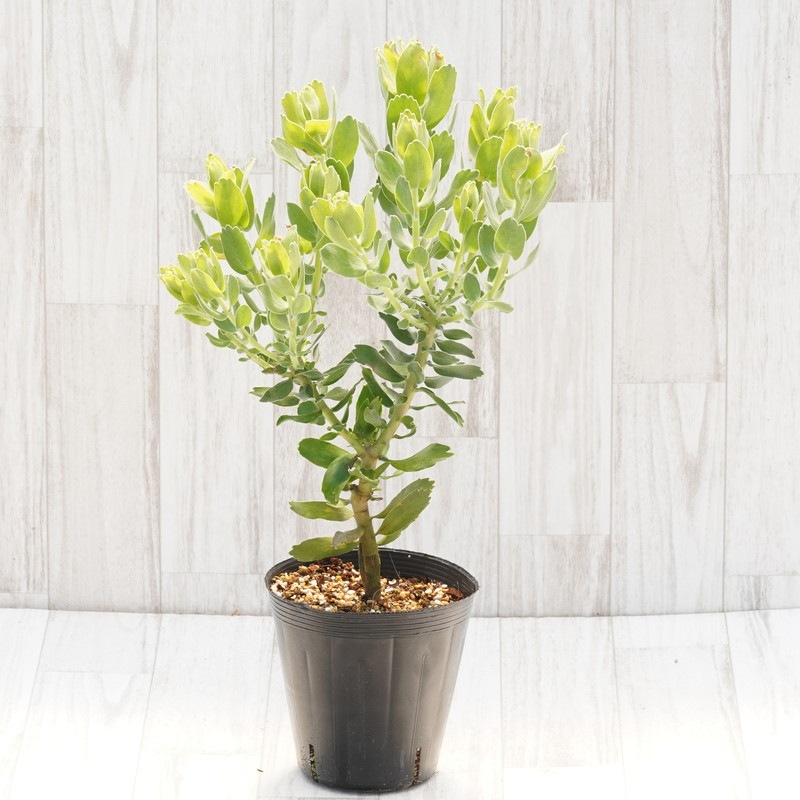 リューコスペルマム「ハイゴールド」 5号ロングポット | | ネイティブ