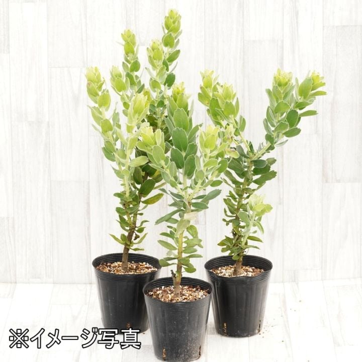 リューコスペルマム「ハイゴールド」 5号ロングポット | | ネイティブ